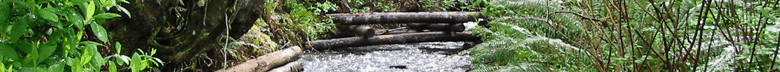 ELWd Round Log and Engineered Log Jam in Newaukum Creek, WA